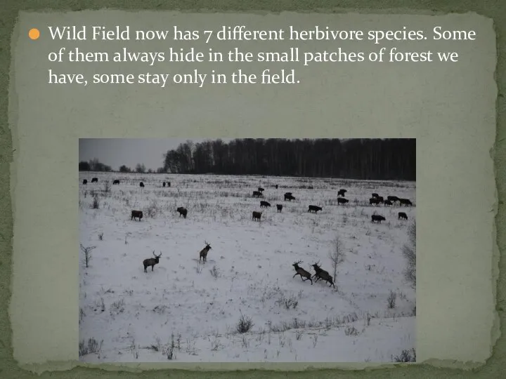Wild Field now has 7 different herbivore species. Some of them always