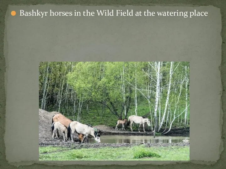 Bashkyr horses in the Wild Field at the watering place