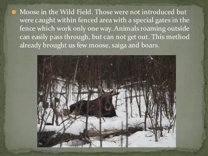 Moose in the Wild Field. Those were not introduced but were caught