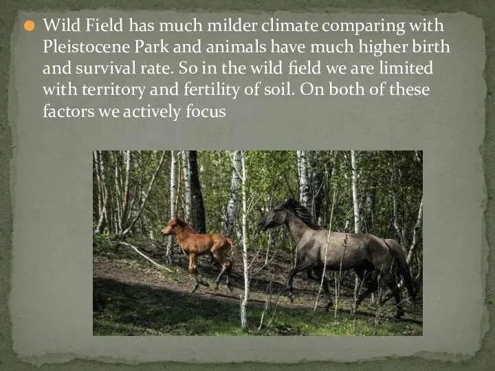 Wild Field has much milder climate comparing with Pleistocene Park and animals