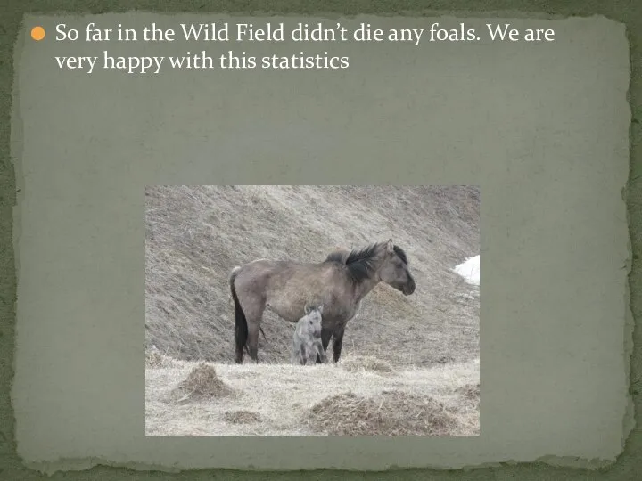 So far in the Wild Field didn’t die any foals. We are