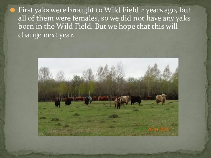 First yaks were brought to Wild Field 2 years ago, but all