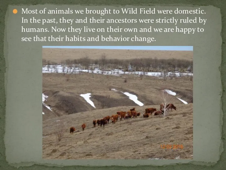 Most of animals we brought to Wild Field were domestic. In the