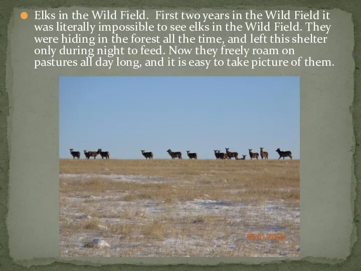 Elks in the Wild Field. First two years in the Wild Field