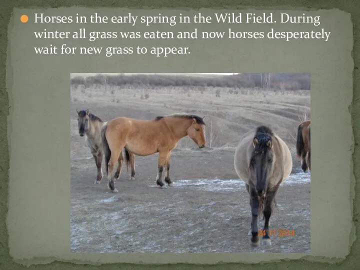 Horses in the early spring in the Wild Field. During winter all