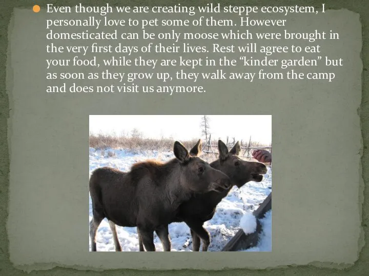 Even though we are creating wild steppe ecosystem, I personally love to