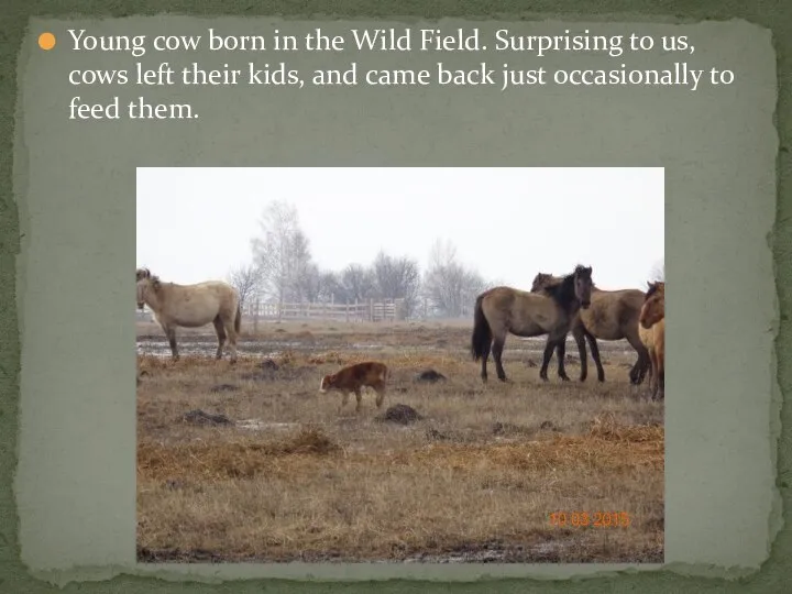 Young cow born in the Wild Field. Surprising to us, cows left