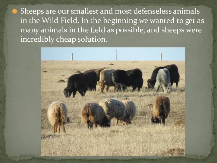 Sheeps are our smallest and most defenseless animals in the Wild Field.