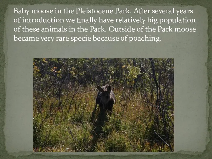 Baby moose in the Pleistocene Park. After several years of introduction we