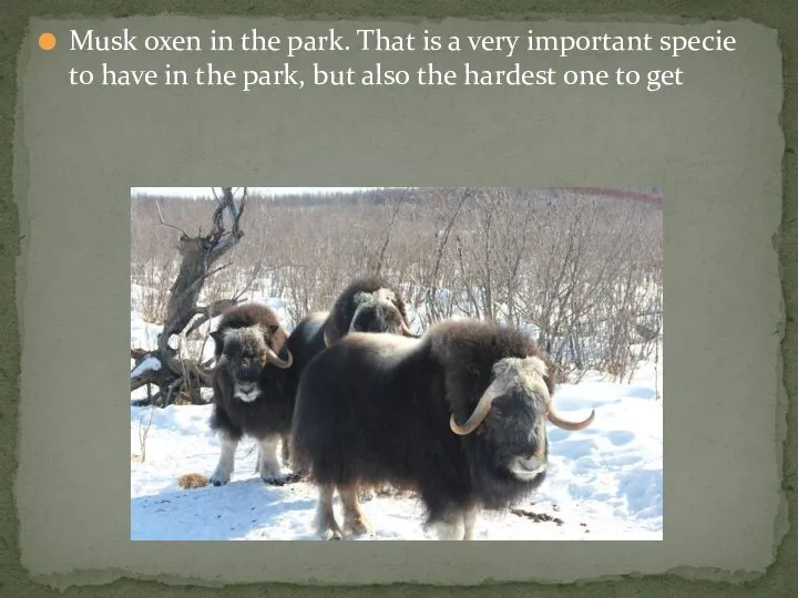 Musk oxen in the park. That is a very important specie to