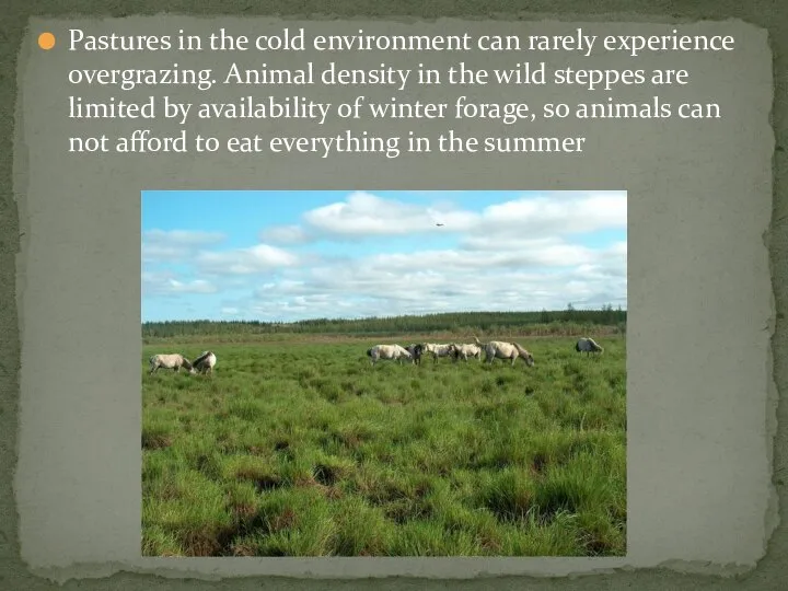 Pastures in the cold environment can rarely experience overgrazing. Animal density in