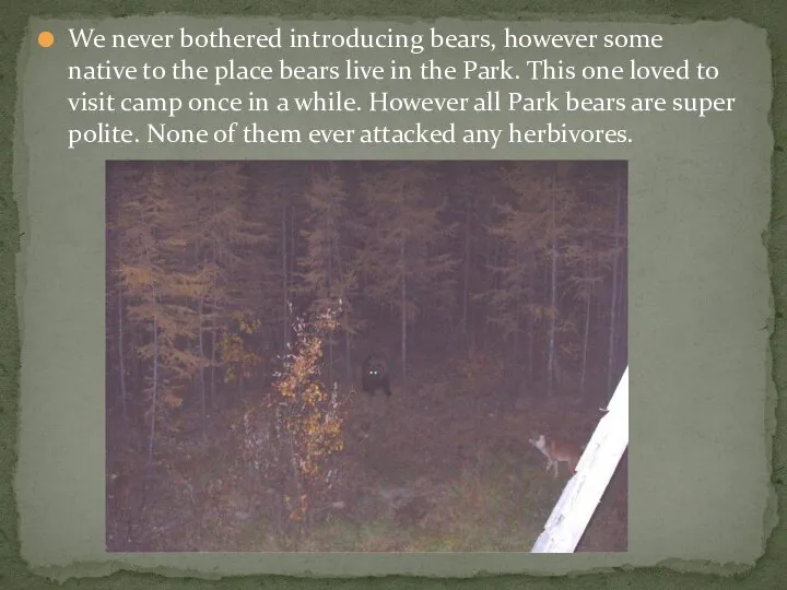 We never bothered introducing bears, however some native to the place bears