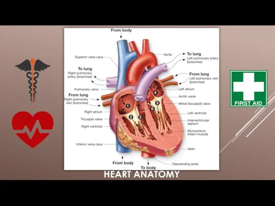 HEART ANATOMY