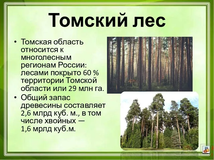 Томская область относится к многолесным регионам России: лесами покрыто 60 % территории