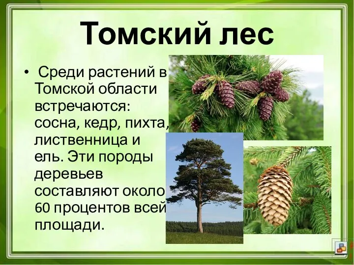 Среди растений в Томской области встречаются: сосна, кедр, пихта, лиственница и ель.
