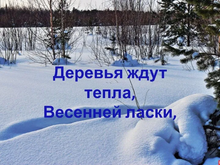 Деревья ждут тепла, Весенней ласки,