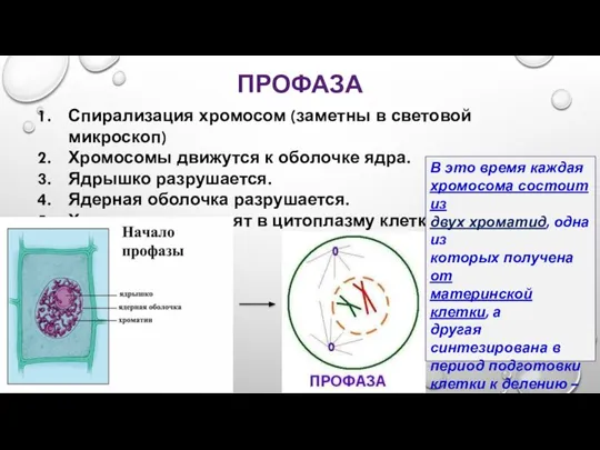 ПРОФАЗА Спирализация хромосом (заметны в световой микроскоп) Хромосомы движутся к оболочке ядра.