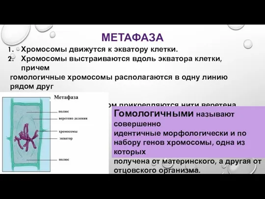 МЕТАФАЗА Хромосомы движутся к экватору клетки. Хромосомы выстраиваются вдоль экватора клетки, причем