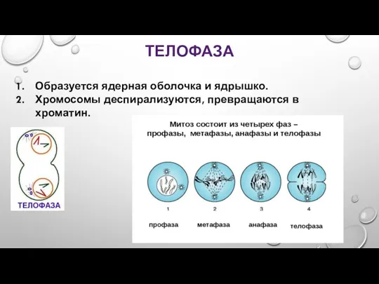 ТЕЛОФАЗА Образуется ядерная оболочка и ядрышко. Хромосомы деспирализуются, превращаются в хроматин.