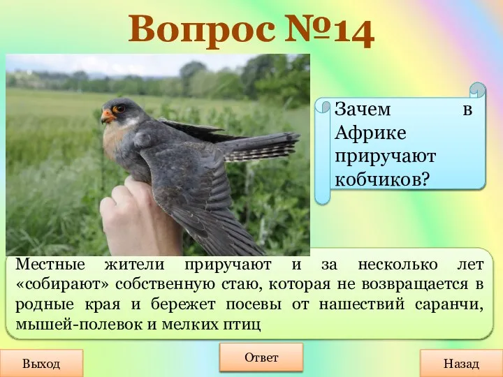 Вопрос №14 Выход Назад Ответ Местные жители приручают и за несколько лет