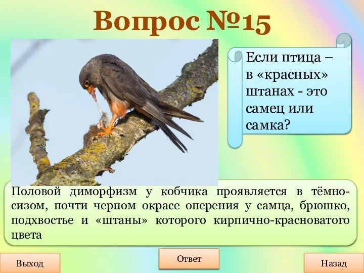 Вопрос №15 Выход Назад Ответ Половой диморфизм у кобчика проявляется в тёмно-сизом,