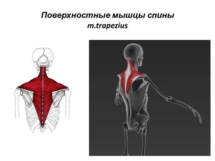 Поверхностные мышцы спины m.trapezius