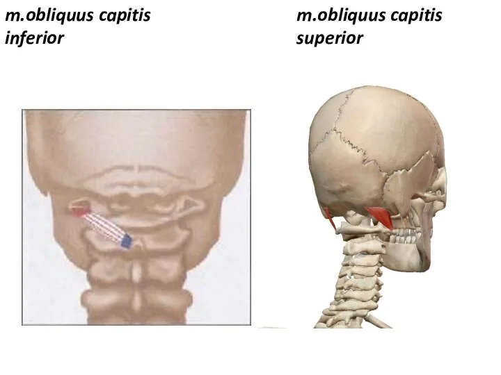 m.obliquus capitis inferior m.obliquus capitis superior