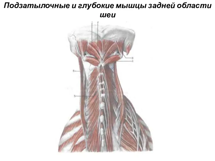 Подзатылочные и глубокие мышцы задней области шеи