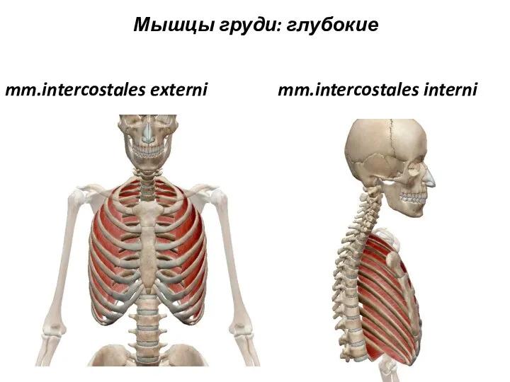 Мышцы груди: глубокие mm.intercostales externi mm.intercostales interni
