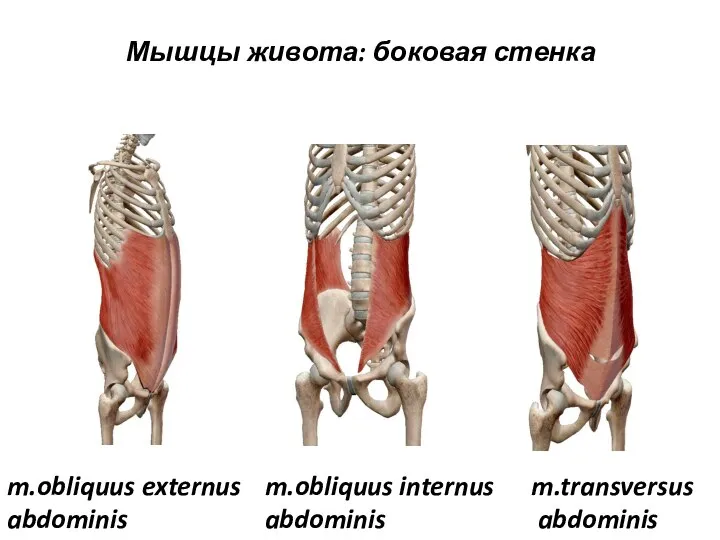 Мышцы живота: боковая стенка m.obliquus externus abdominis m.obliquus internus abdominis m.transversus abdominis