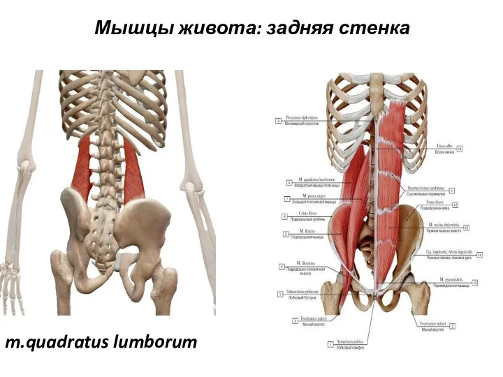 Мышцы живота: задняя стенка m.quadratus lumborum