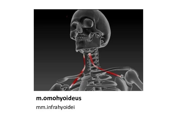 m.omohyoideus mm.infrahyoidei
