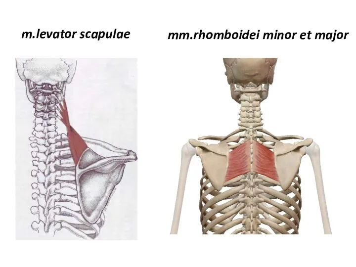 m.levator scapulae mm.rhomboidei minor et major