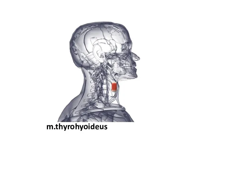 m.thyrohyoideus