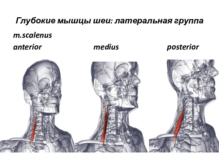 Глубокие мышцы шеи: латеральная группа m.scalenus anterior medius posterior