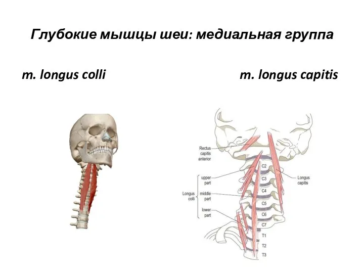 Глубокие мышцы шеи: медиальная группа m. longus colli m. longus capitis