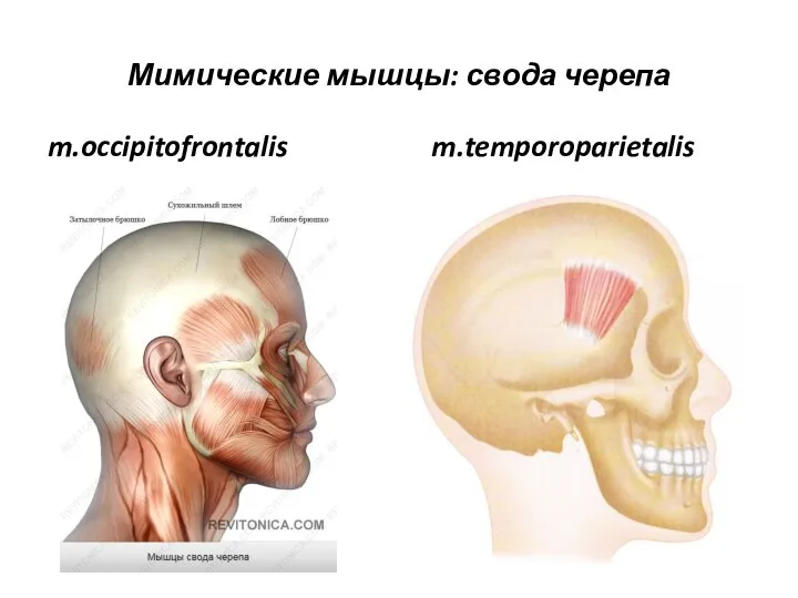 Мимические мышцы: свода черепа m.occipitofrontalis m.temporoparietalis