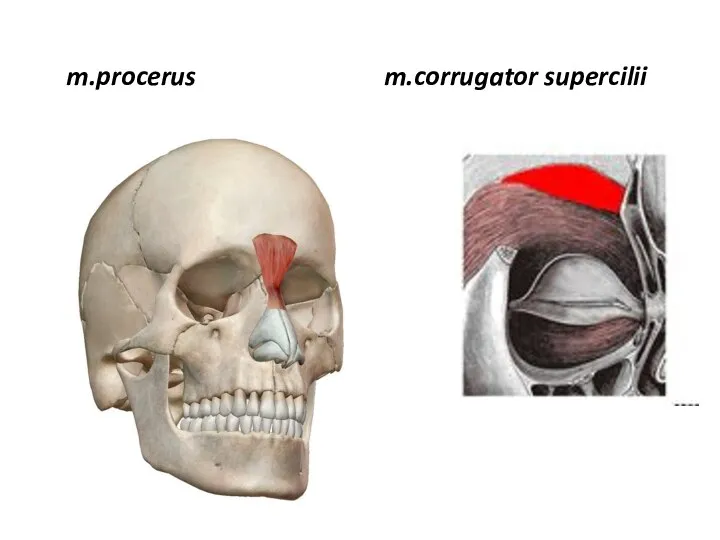 m.procerus m.corrugator supercilii