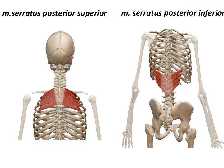 m.serratus posterior superior m. serratus posterior inferior