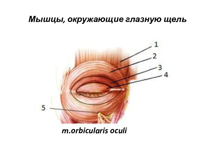 Мышцы, окружающие глазную щель m.orbicularis oculi