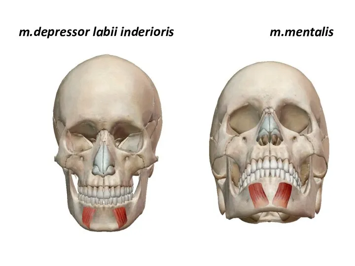 m.depressor labii inderioris m.mentalis