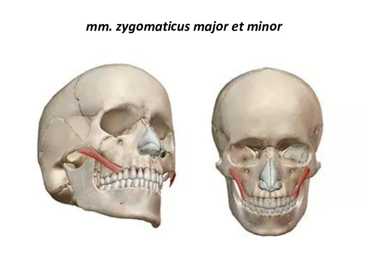 mm. zygomaticus major et minor