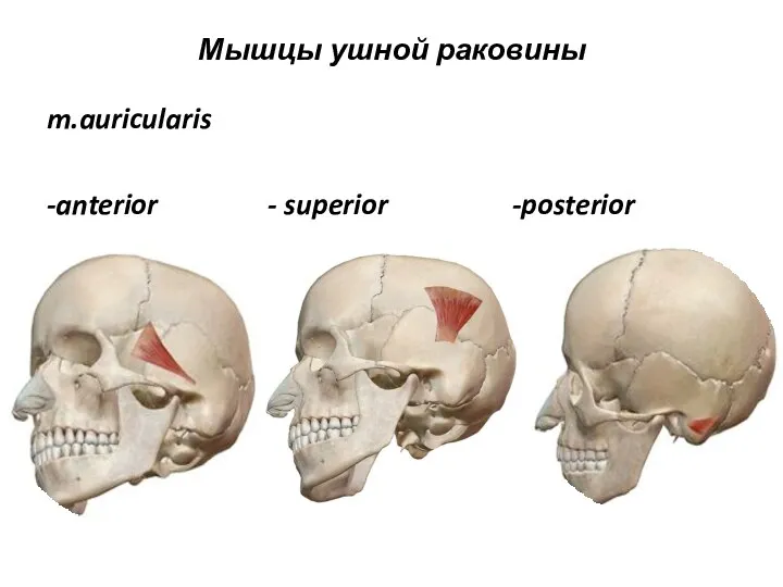 Мышцы ушной раковины m.auricularis -anterior - superior -posterior