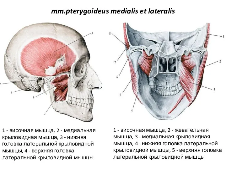 mm.pterygoideus medialis et lateralis 1 - височная мышца, 2 - медиальная крыловидная