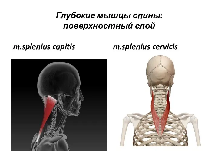 Глубокие мышцы спины: поверхностный слой m.splenius capitis m.splenius cervicis