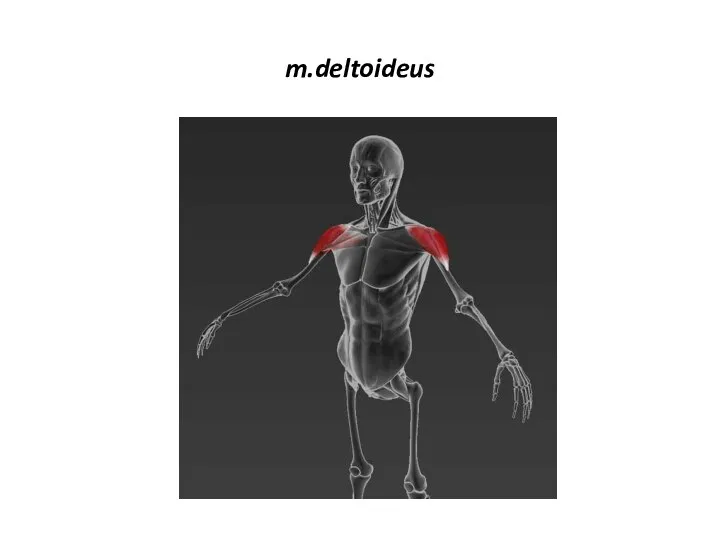 m.deltoideus
