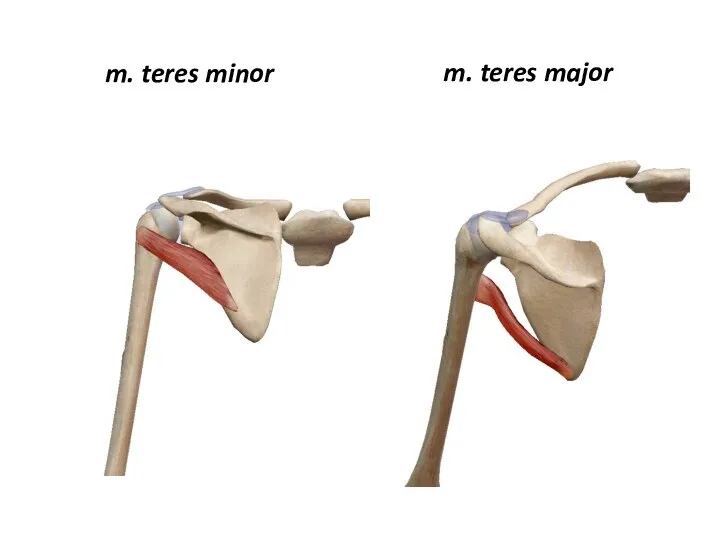 m. teres minor m. teres major