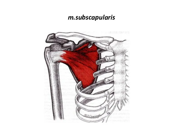 m.subscapularis