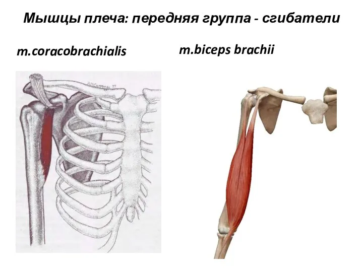 m.coracobrachialis Мышцы плеча: передняя группа - сгибатели m.biceps brachii