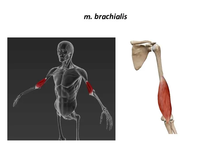 m. brachialis